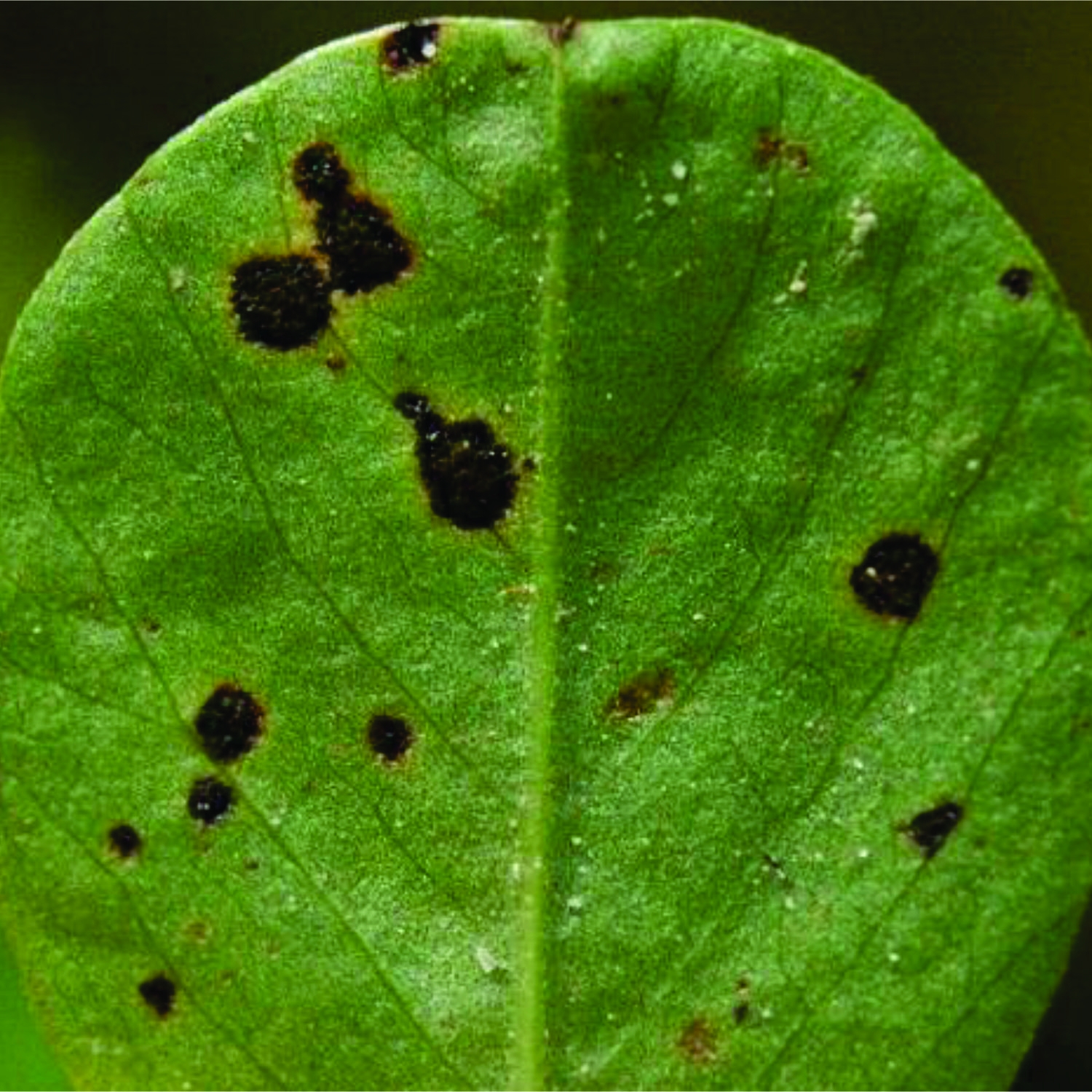 Leaf Disease Detection